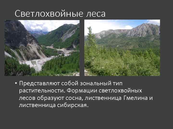 Светлохвойные леса • Представляют собой зональный тип растительности. Формации светлохвойных лесов образуют сосна, лиственница