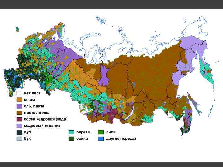 Где растут леса в россии