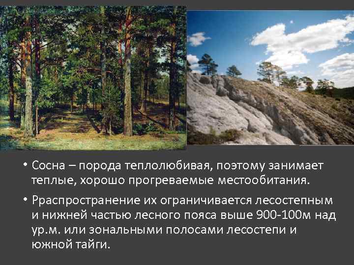  • Сосна – порода теплолюбивая, поэтому занимает теплые, хорошо прогреваемые местообитания. • Рраспространение