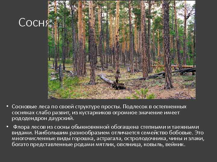 Сосняки • Сосновые леса по своей структуре просты. Подлесок в остепненных сосняках слабо развит,