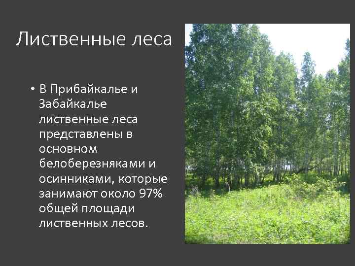 Климат лиственных лесов умеренных поясов