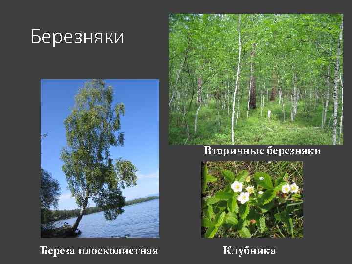 Березняки Вторичные березняки Береза плосколистная Клубника 