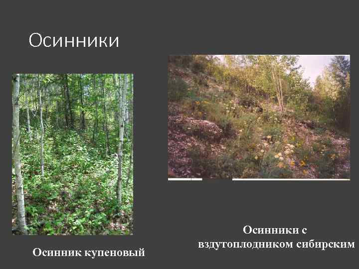 Осинники Осинник купеновый Осинники с вздутоплодником сибирским 