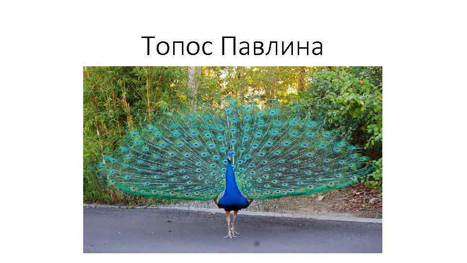 Топос Павлина 