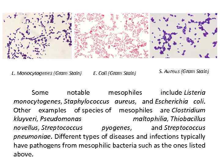 L. Monocytogenes (Gram Stain) E. Coli (Gram Stain) S. Aureus (Gram Stain) Some notable