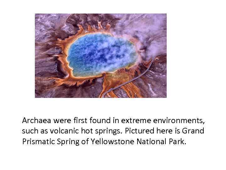 Archaea were first found in extreme environments, such as volcanic hot springs. Pictured here