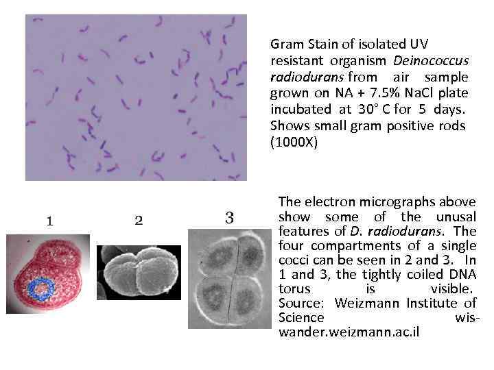 Gram Stain of isolated UV resistant organism Deinococcus radiodurans from air sample grown on