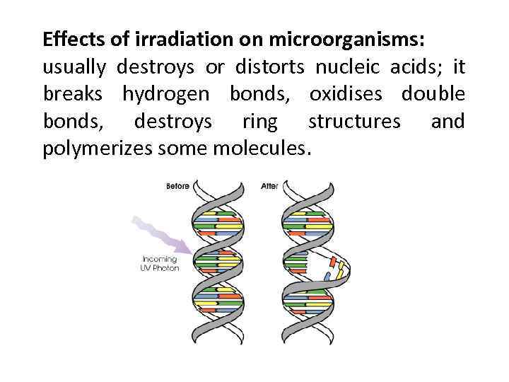 Effects of irradiation on microorganisms: usually destroys or distorts nucleic acids; it breaks hydrogen