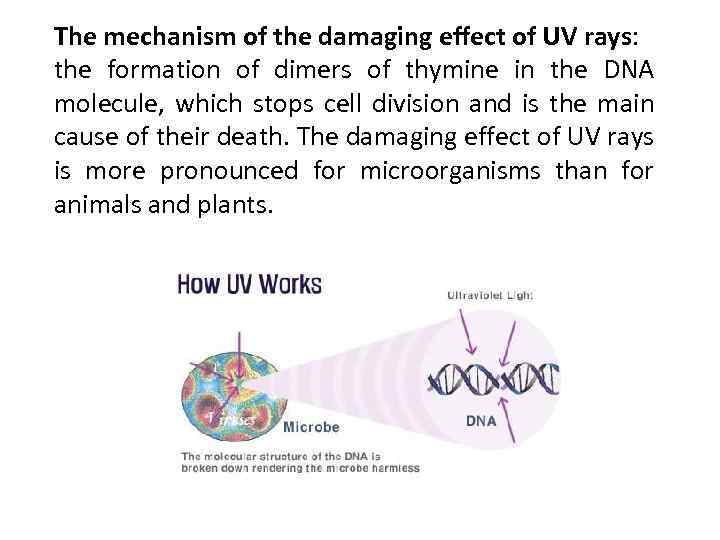 The mechanism of the damaging effect of UV rays: the formation of dimers of