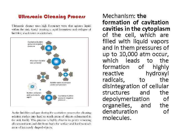 Mechanism: the formation of cavitation cavities in the cytoplasm of the cell, which are