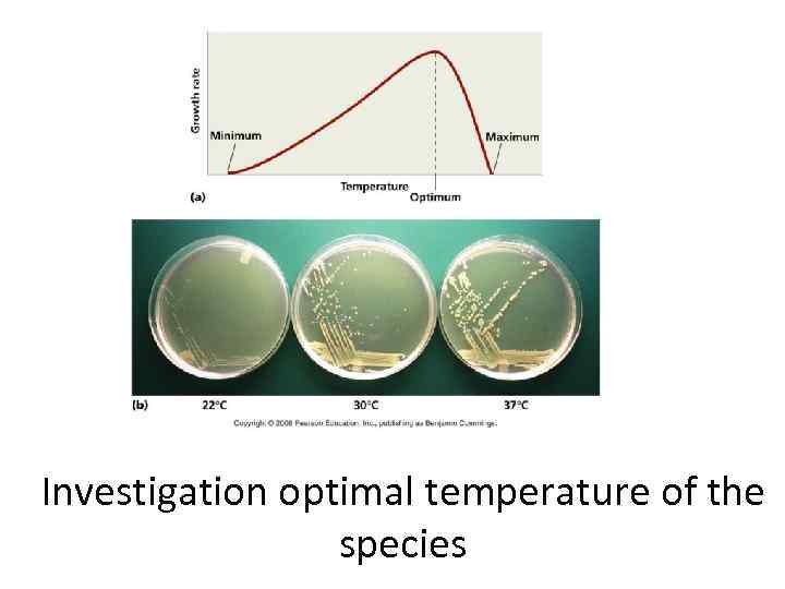 Investigation optimal temperature of the species 
