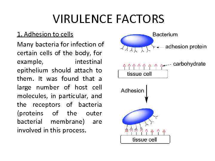 VIRULENCE FACTORS 1. Adhesion to cells Many bacteria for infection of certain cells of