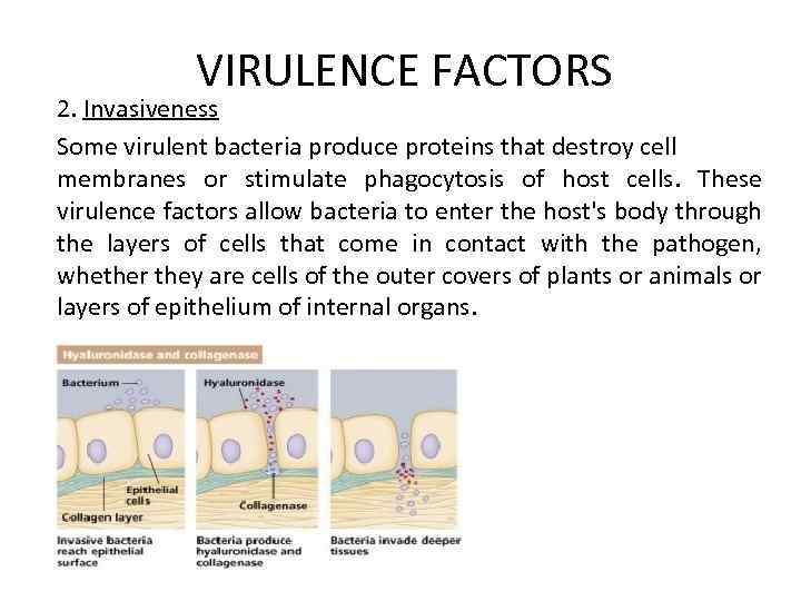VIRULENCE FACTORS 2. Invasiveness Some virulent bacteria produce proteins that destroy cell membranes or