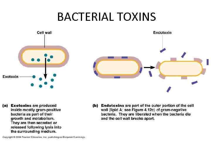BACTERIAL TOXINS 
