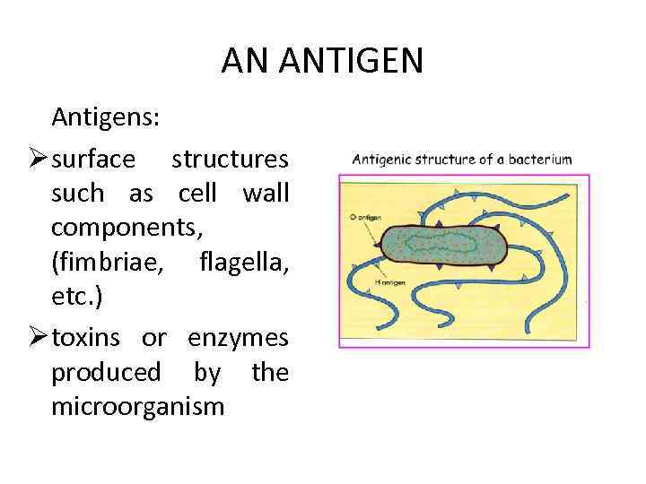 AN ANTIGEN Antigens: Ø surface structures such as cell wall components, (fimbriae, flagella, etc.