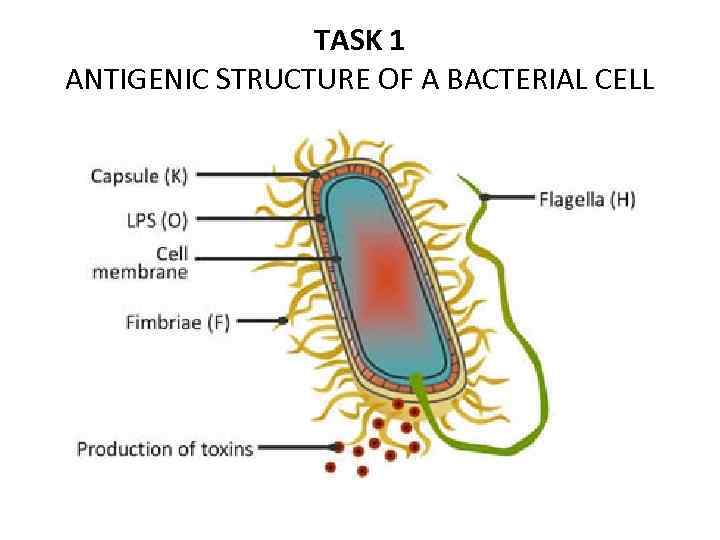 TASK 1 ANTIGENIC STRUCTURE OF A BACTERIAL CELL 