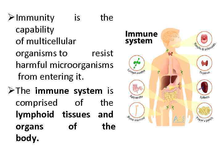 Ø Immunity is the capability of multicellular organisms to resist harmful microorganisms from entering