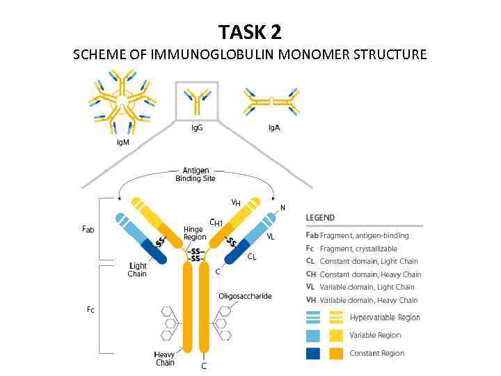 TASK 2 SCHEME OF IMMUNOGLOBULIN MONOMER STRUCTURE 