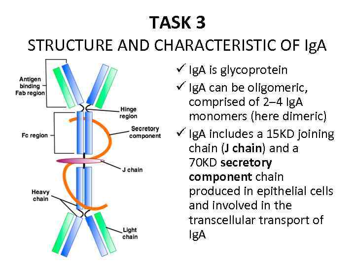 TASK 3 STRUCTURE AND CHARACTERISTIC OF Ig. A ü Ig. A is glycoprotein ü