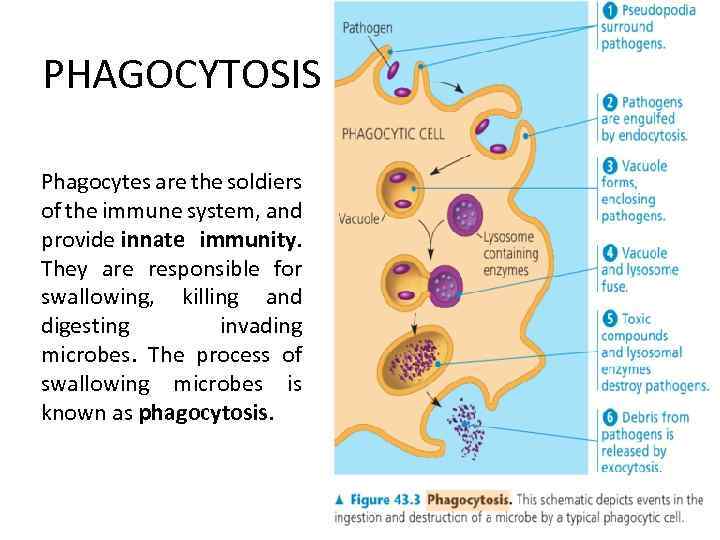 PHAGOCYTOSIS Phagocytes are the soldiers of the immune system, and provide innate immunity. They