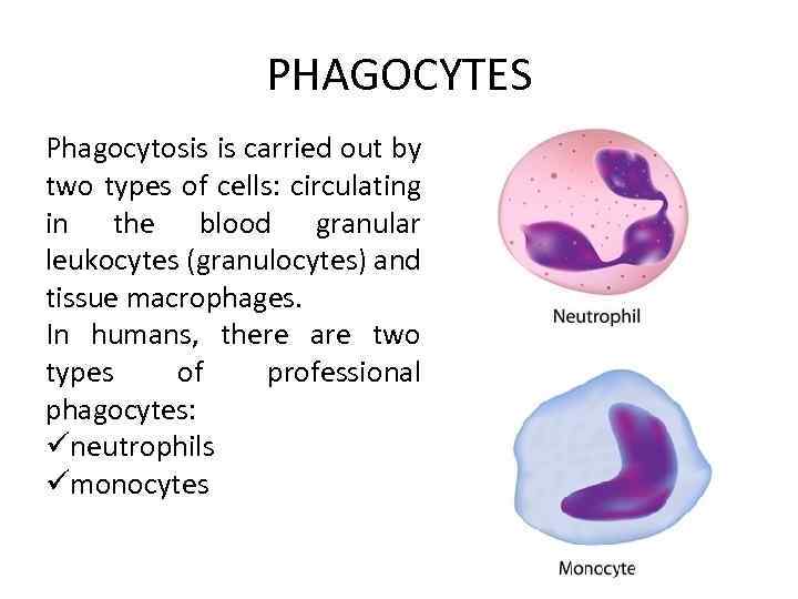 PHAGOCYTES Phagocytosis is carried out by two types of cells: circulating in the blood