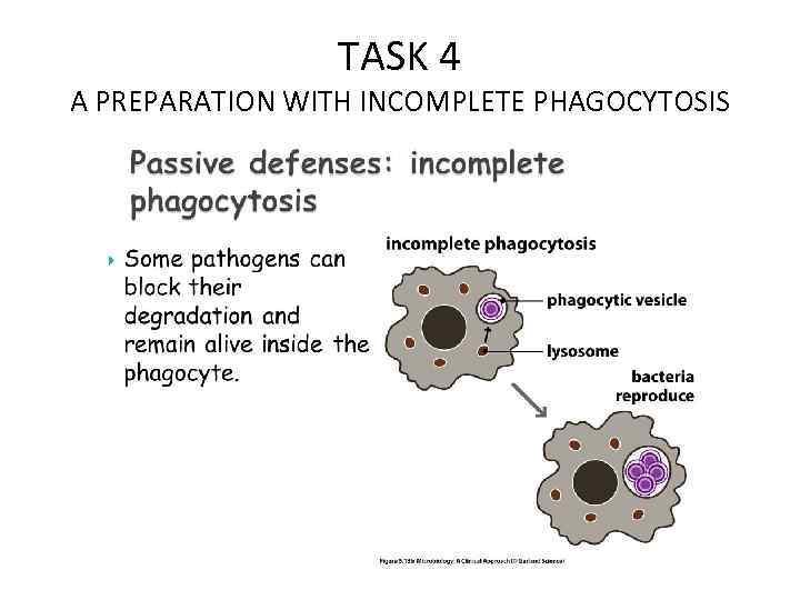 TASK 4 A PREPARATION WITH INCOMPLETE PHAGOCYTOSIS 