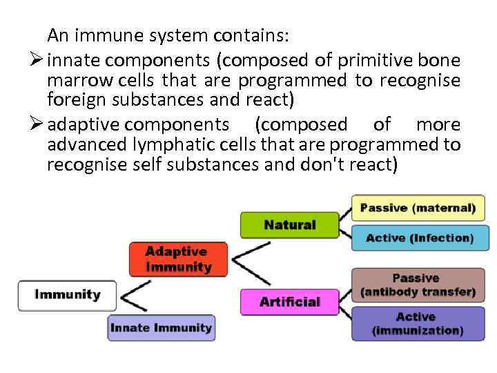 An immune system contains: Ø innate components (composed of primitive bone marrow cells that
