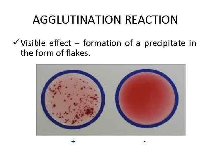 AGGLUTINATION REACTION ü Visible effect – formation of a precipitate in the form of