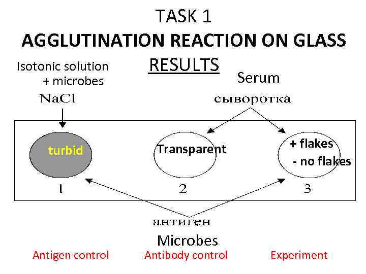 TASK 1 AGGLUTINATION REACTION ON GLASS Isotonic solution RESULTS Serum + microbes turbid Antigen