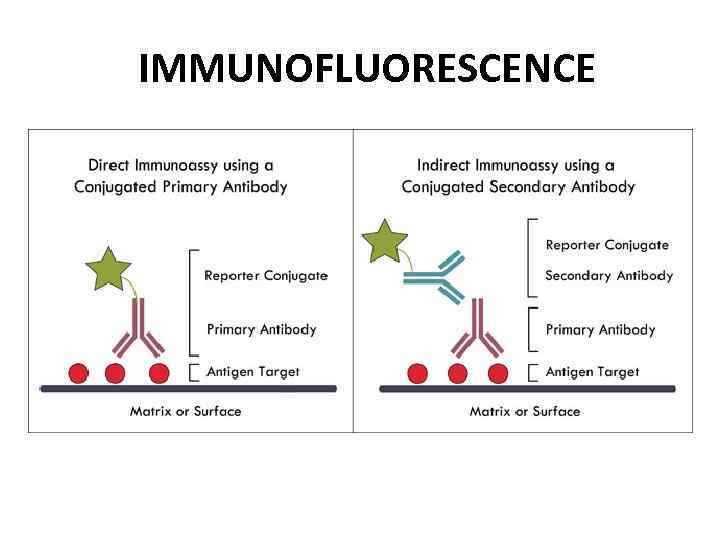 IMMUNOFLUORESCENCE 