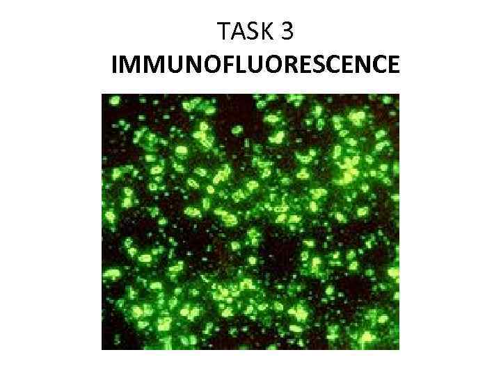 TASK 3 IMMUNOFLUORESCENCE 