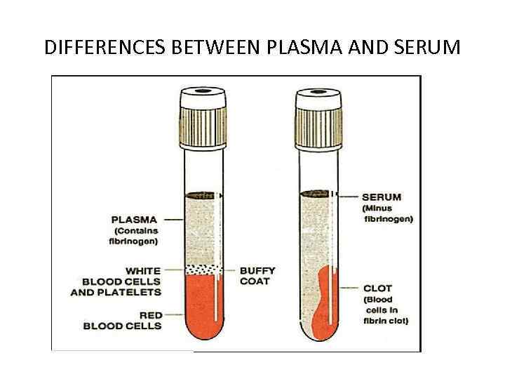 DIFFERENCES BETWEEN PLASMA AND SERUM 