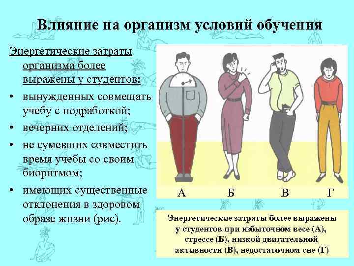 Влияние на организм условий обучения Энергетические затраты организма более выражены у студентов: • вынужденных