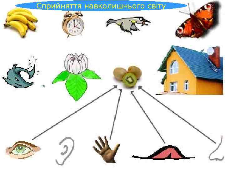 Сприйняття навколишнього світу 