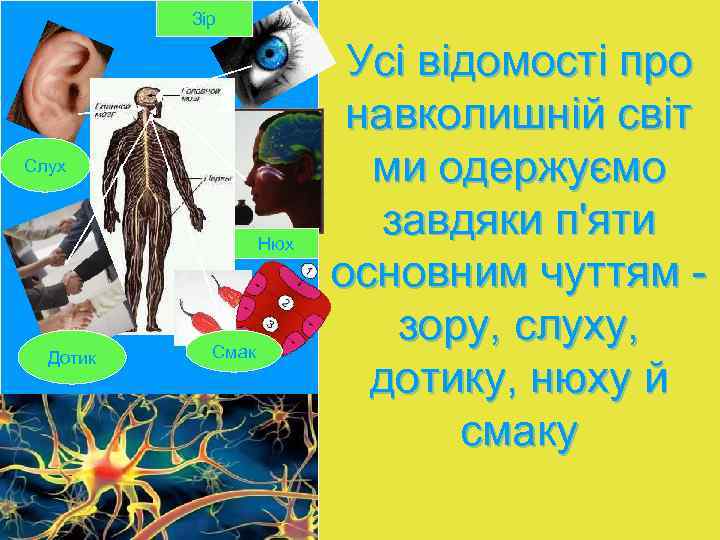 - Зір Слух Нюх Дотик Смак Усі відомості про навколишній світ ми одержуємо завдяки