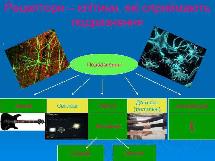Рецептори – клітини, які сприймають подразнення. Подразнення Звукові Світлові Хімічні Дотикові (тактильні) t Речовини