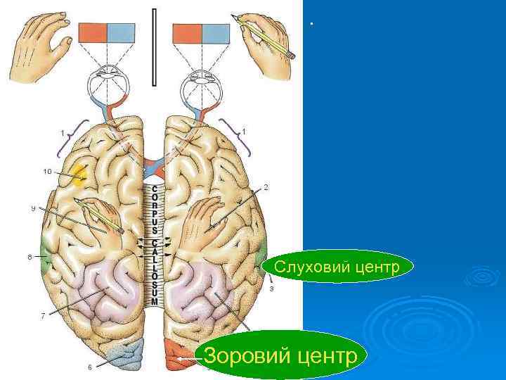 . Слуховий центр Зоровий центр 