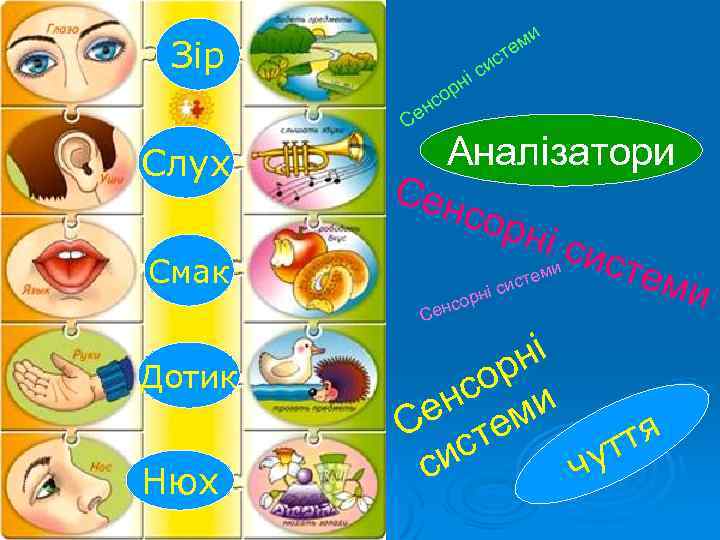 Зір Слух Смак Дотик Нюх і рн о нс Се и ем ст си