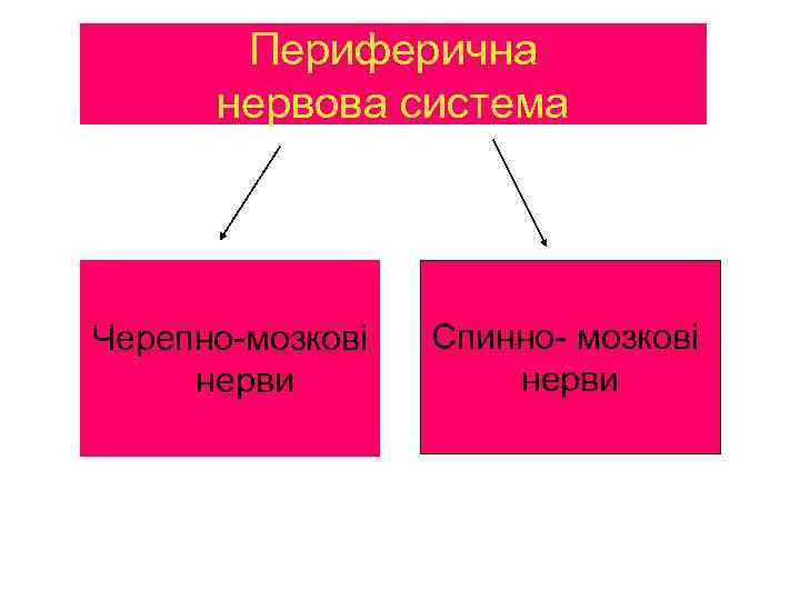 Периферична нервова система Черепно-мозкові нерви Спинно- мозкові нерви 