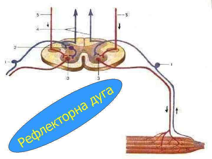 на ор кт Ре ле ф га ду 
