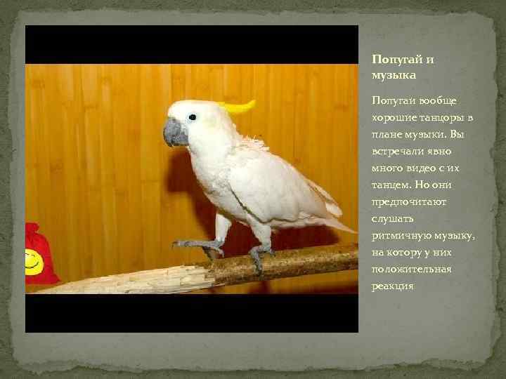Попугай и музыка Попугаи вообще хорошие танцоры в плане музыки. Вы встречали явно много