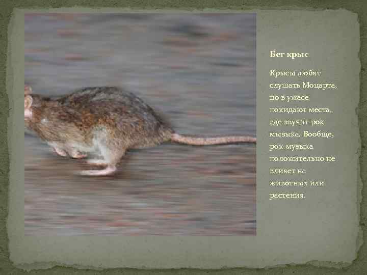 Бег крыс Крысы любят слушать Моцарта, но в ужасе покидают места, где звучит рок
