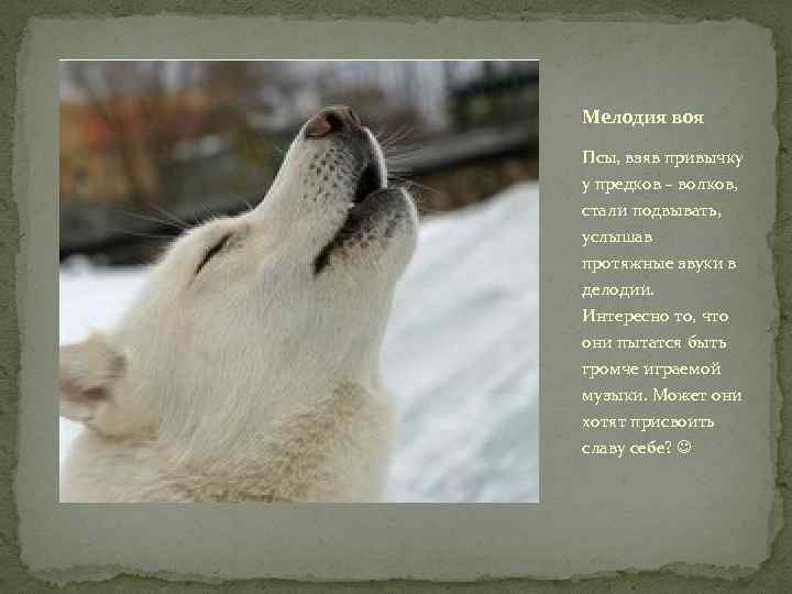Мелодия воя Псы, взяв привычку у предков – волков, стали подвывать, услышав протяжные звуки