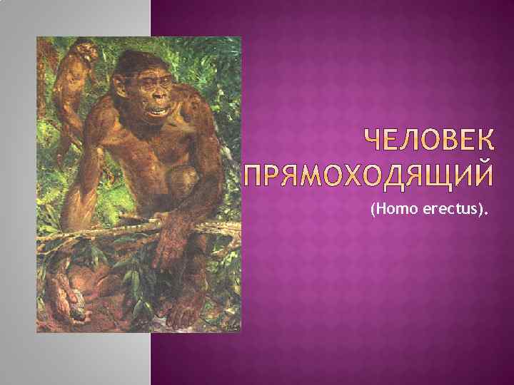 (Homo erectus). 