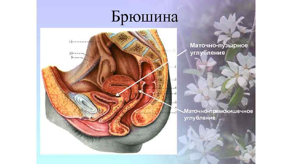 Брюшина Маточно-пузырное углубление Маточно-прямокишечное углубление 