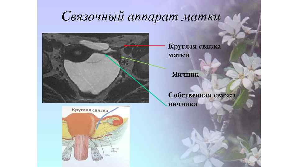 Связочный аппарат матки Круглая связка матки Яичник Собственная связка яичника 