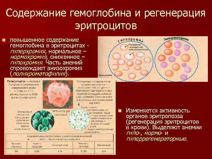 Содержание гемоглобина и регенерация эритроцитов n повышенное содержание гемоглобина в эритроцитах - гиперхромия, нормальное