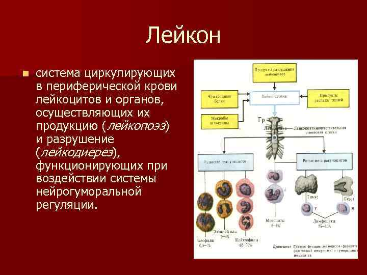 Патология лейкоцитов. Нарушения системы лейкоцитов. Типовые формы патологии лейкоцитов.