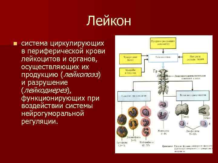 Лейкон n система циркулирующих в периферической крови лейкоцитов и органов, осуществляющих их продукцию (лейкопоэз)