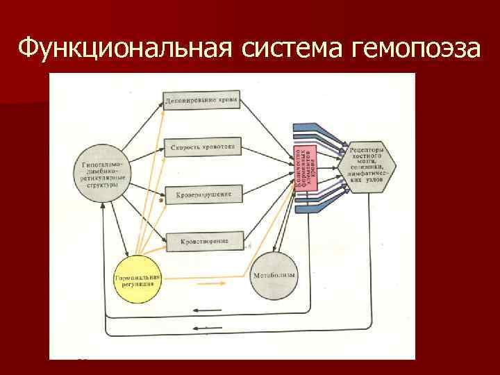 Функциональная система гемопоэза 